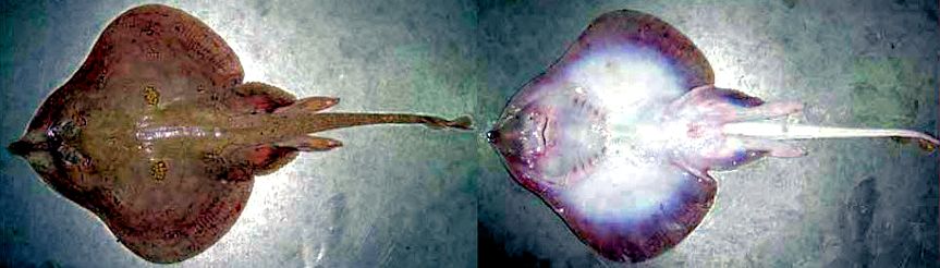 Leucoraja melitensis_03.jpg